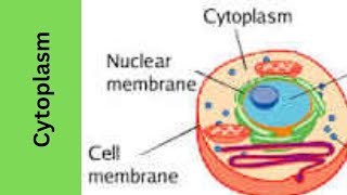 Cytoplasmstructurefunction [upl. by Bamby]