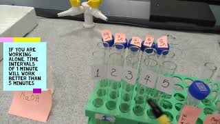 THE EFFECT OF SUBSTRATE CONCENTRATION ON ENZYME ACTIVITY [upl. by Mak]