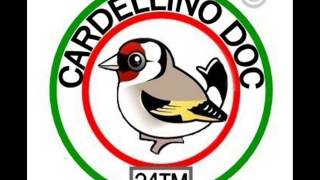 CARDELLINO DOC  IL CANTO  n1 [upl. by Aikal592]