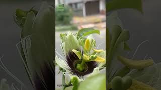 Shorts  Flor de Passiflora edulis abriéndose  Esperanza zc© [upl. by Melborn]