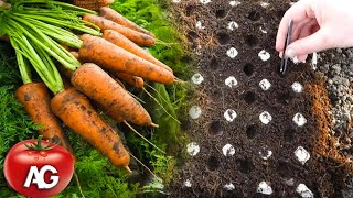 Genius way to sow carrots No more carrot thinning or weeding from seed to harvest [upl. by Atnuahs512]