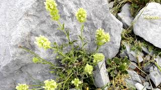 Sideritis hyssopifolia Mountain Tea [upl. by Eetsirk]