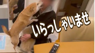 【柴犬 もみさん】ロケッターズは今日も行く Shiba Inu Momisan Pomeranian Babo caught on house camera [upl. by Valerio]