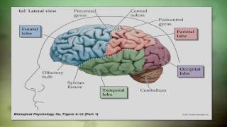 Overview of Traumatic Brain Injury TBI [upl. by Ellennod]