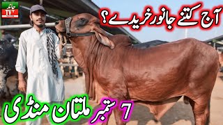 Today New Multan Cow Mandi Fresh Latest Update 07092024 Cow Mandi 2024  Multan Janwar Mandi 2024 [upl. by Stolzer]