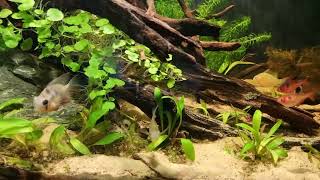 Rio Guapore Itinez biotope aquarium  Bolivia [upl. by Neale]