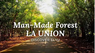 What to Expect MANMADE FOREST Side Trip  LA UNION Elyu TOUR  Paloair Luna Forest Tourist Spots [upl. by Chiquia]