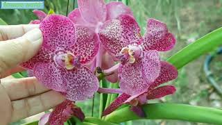 Vanda orchid color [upl. by Rip]