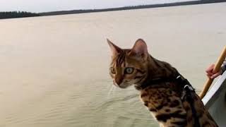 Cat Tries To Help Paddle Boat [upl. by Ahseinad724]