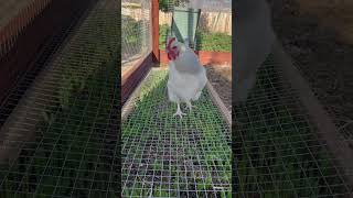 Finally Getting some Pasture Mix Greens shorts growyourown chickenfeed chickens chickenfood [upl. by Husch]