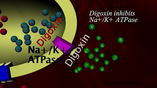 Digoxin Mechanism of action  animation [upl. by Saxet123]