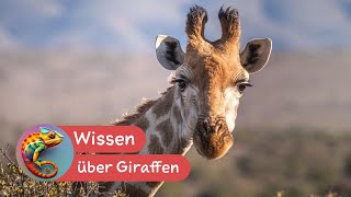 Tierwissen  Die Giraffe [upl. by Refeinnej209]