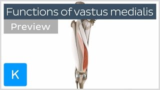 Functions of the vastus medialis muscle preview  Human 3D Anatomy  Kenhub [upl. by Lienet]