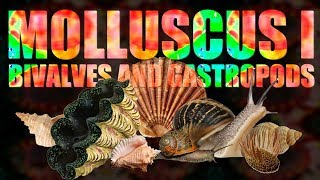 Mollusca I  Bivalves and Gastropods [upl. by Bethena]