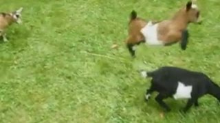 Buttermilk the leapfrogging goat Kid plays with his friends in Maine USA [upl. by Donica]