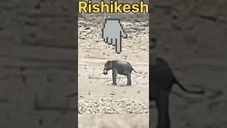 Rishikesh me ￼￼Junglee ￼Haathi ￼rishikesh Elephant youtubeshorts shorts vlog arvindsovshiya ￼ [upl. by Eimmelc]