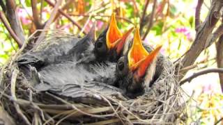 EDT3470 The Life Cycle of Birds [upl. by Hessney186]