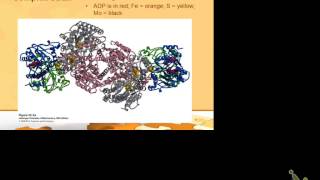 amino acids biosynthesis part 1 [upl. by Pepe62]