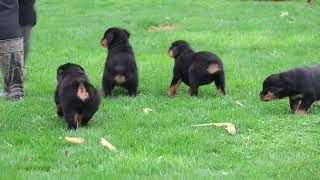 Rottweiler Puppies For Sale [upl. by Laktasic]