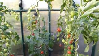 Tomaten ausgeizen pflegen Seitentriebe ausbrechen [upl. by O'Donoghue]