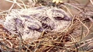 The Story of The Mourning Dove 1959 [upl. by Letrice]