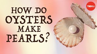 How do oysters make pearls  Rob Ulrich [upl. by Lacim323]