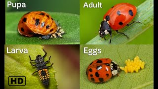 Life cycle of a Ladybug HD  Ladybug life cycle  From eggs to adults  By Hugs of life [upl. by Eileek248]