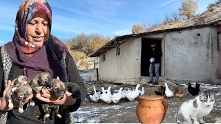 DAĞDA 4 GÜNDÜR EVE GELMEYEN KÖPEĞİMİZİ YAVRULARI İLE BERABER BULDUK  ÖZLENEN KAHVALTI [upl. by Dao]