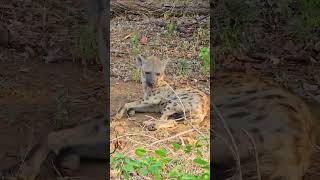 Lazy Hyena In Kruger  Wildlife ShortsAfrica YouTubeCreatorCommunity [upl. by Khichabia]