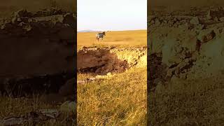 treeless grassland 😍 for frequently wildlife videos subscribe🔔 Like 👍amp Share [upl. by Calandra]