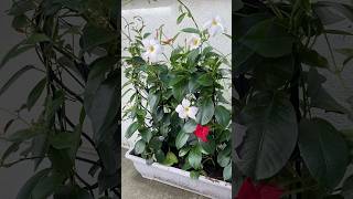 Dipladenia outdoorplants plants flowers plantcare [upl. by Dnivra]