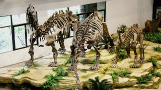 Chinas quirkest museums Zigong Dinosaur Museum [upl. by Anaicul]