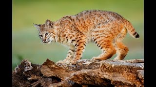 Bobcat Sounds [upl. by Adeehsar]