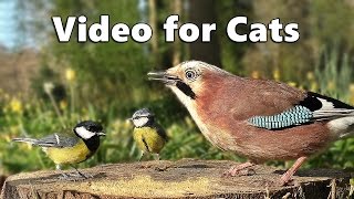 Videos for Cats to Watch  Forest Birds  Vögel  Oiseaux  Vogels  Fåglar  Aves [upl. by Llydnek66]