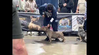 Dog Show 2024 Live Pocket Bully Division  INDIANA 8X BRC GLOBAL WEEKEND March Madness masterbolo [upl. by Einahpad]