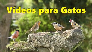 TV Gato  Vídeo para gatos para observar pájaros bonitos [upl. by Rehpotsrik]