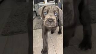 Cane Corso Puppy 6 Weeks Old [upl. by Vladimar]