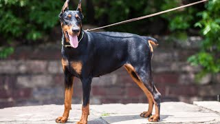 Taming Excessive Barking in Doberman Pinschers [upl. by Ecaidnac]