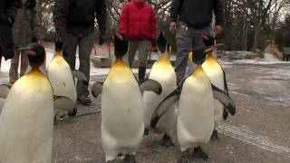 Santa Gives Animals Gifts  Cincinnati Zoo [upl. by Hcire]