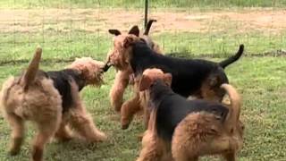 New Point Kennel Airedales Having Fun [upl. by Nerrawed]