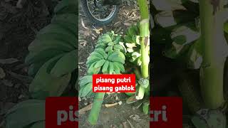 pisang putri pisang gablok [upl. by Aikemahs]