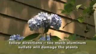 How To Make Hydrangea Blue [upl. by Corb119]