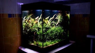 Aquascaping quotWILD CUBEquot  120 lt Tutorial [upl. by Glimp]