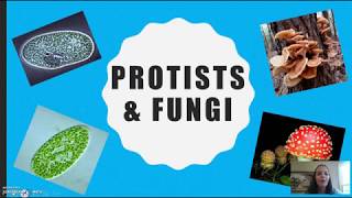 Bio  Protists amp Fungi updated [upl. by Weir]