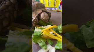 Munchin tortoise dayinthelife crunchy snacks cuteanimal pets asmr salad turtle viral [upl. by Aekan]