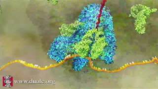 mRNA Translation Advanced [upl. by Ailedamla]