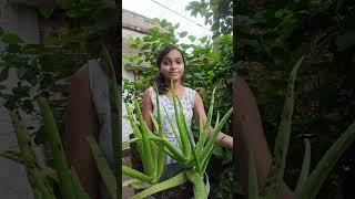 আমার অ্যালোভেরা গাছ গুলো এত বড়ো কিভাবে হলো 😱🌱 gardening gardenplants plants viralshorts garden [upl. by Eidorb]