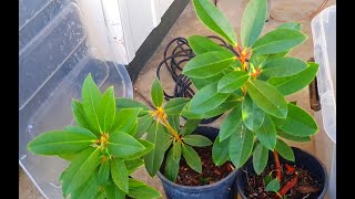 Rhododendron cuttings  1 year growth [upl. by Wampler867]