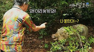 휘파람으로 야생 멧돼지를 부르는 자연인 밀림에서 동물과 교감하는 현대판 타잔🌿  KBS 고립낙원 200317 방송 [upl. by Afihtan]