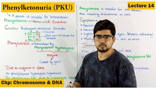 PhenylKetonuria PKU  A Genetic Disorder  Lecture 14 [upl. by Rehpotsirahc]